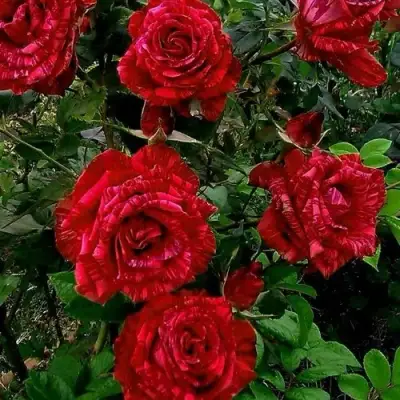 Роза РЕД ИНТУИШН чайно-гибридная в Рогачеве