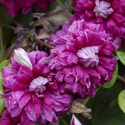 Клематис ПУРПУРЕА ПЛЕНА ЭЛЕГАНС в Рогачеве