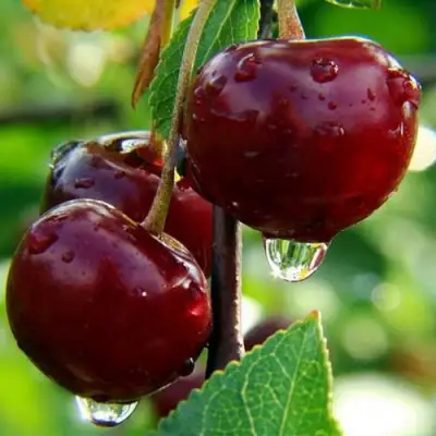 Вишня ЛАСУХА в Рогачеве