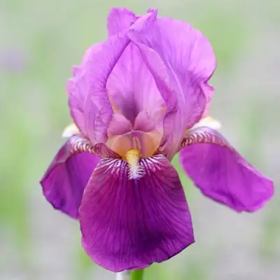 Ирис ИМПЕРАТОР бородатый в Рогачеве