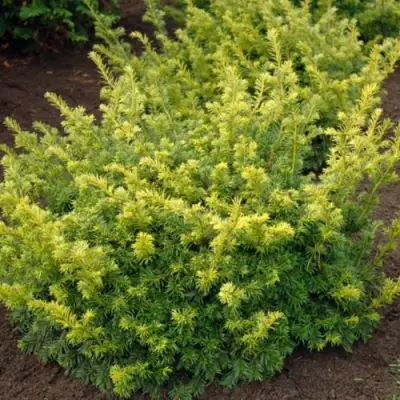 Тис ЭЛЕГАНТИССИМА ягодный в Рогачеве