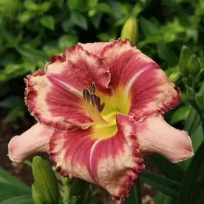 Лилейник АУТСТАНДИНГ гибридный в Рогачеве