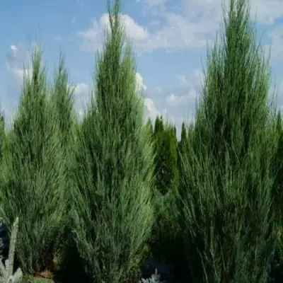 Можжевельник СКАЙРОКЕТ  скальный в Рогачеве