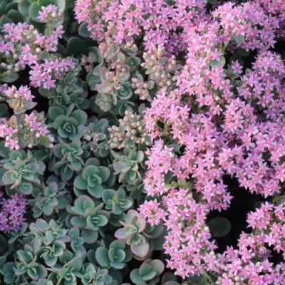 Очиток (седум) САНСПАРКЛЕР ЛАЙМ ЗИНГЕР в Рогачеве