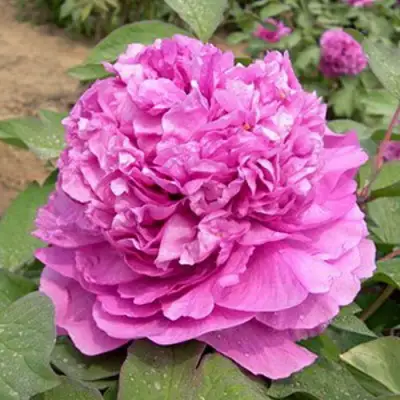 Пион ОРНАМЕНТ древовидный в Рогачеве