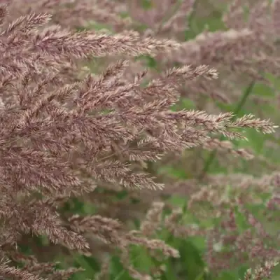 Вейник КАРЛ ФОРСТЕР остроцветковый в Рогачеве