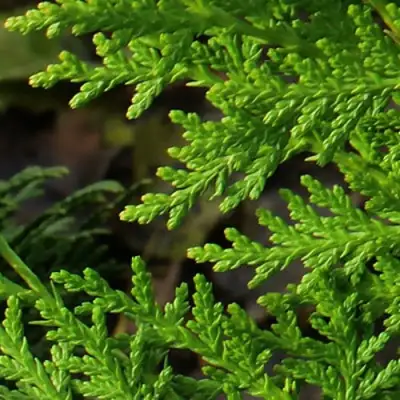 Туя восточная в Рогачеве