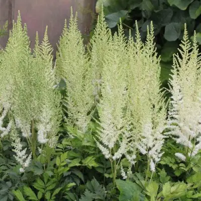 Астильба ДИАМАНТ Арендса в Рогачеве