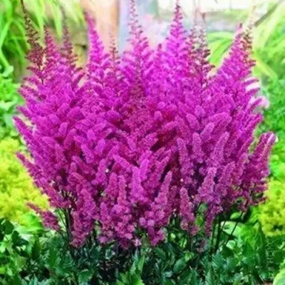 Астильба ПЕПЛ РЕЙН гибридная в Рогачеве