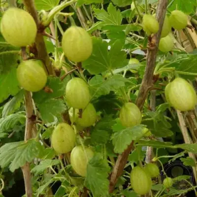 Крыжовник ИНВИКТА в Рогачеве