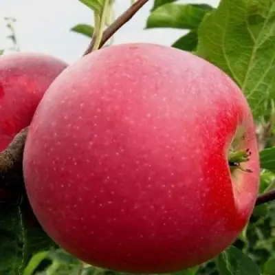 Яблоня АЙДАРЕД в Рогачеве