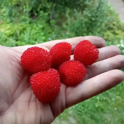 Малина ТИБЕТСКАЯ (РОЗОЛИСТНАЯ) в Рогачеве