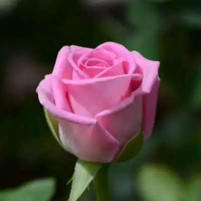 Роза АКВА чайно-гибридная в Рогачеве