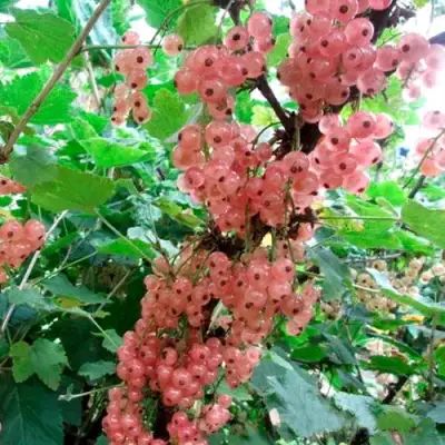 Смородина белая ПРЫГАЖУНЯ (РОЗОВАЯ) в Рогачеве