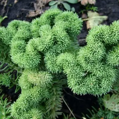 Очиток (седум) КРИСТАТУМ отогнутый в Рогачеве