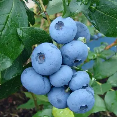 Голубика ТОРО в Рогачеве