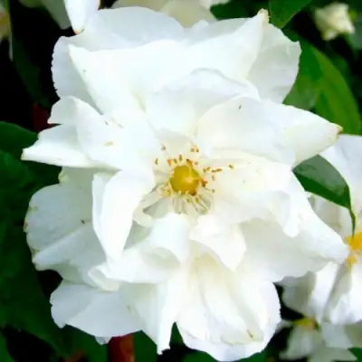 Жасмин РОЗАЦЕ в Рогачеве