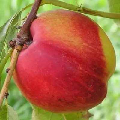 Нектарин СТАРК РЕД ГОЛД в Рогачеве