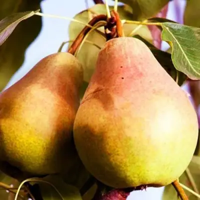 Груша СЛАДКАЯ ИЗ МЛИЕВА в Рогачеве