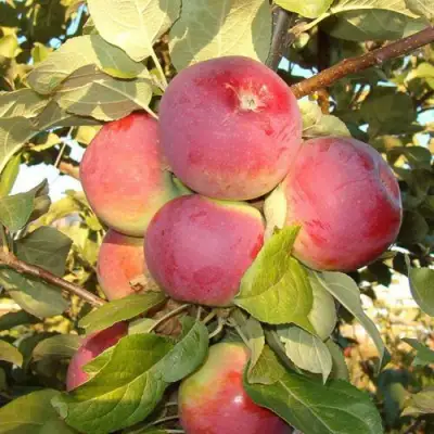 Яблоня ОРЛИК в Рогачеве