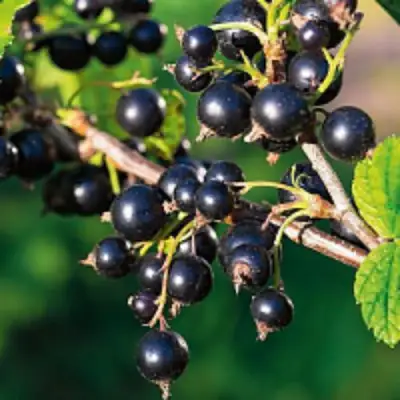 Смородина чёрная ЦЕРЕРА в Рогачеве