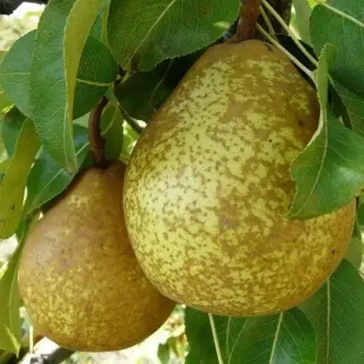 Груша ГЕНЕРАЛ ЛЕКЛЕРК в Рогачеве