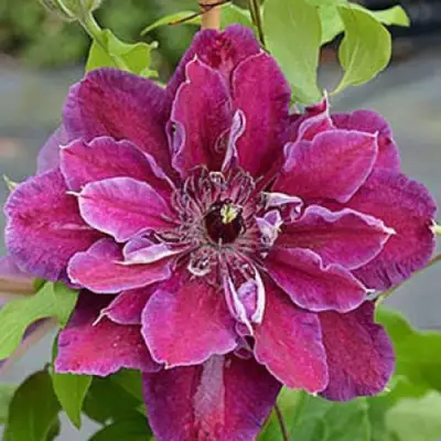 Клематис МАЙ БЬЮТИ в Рогачеве