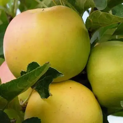 Яблоня БАНАНОВОЕ в Рогачеве