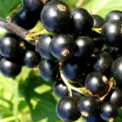 Смородина чёрная ДЕЛИКАТЕСНАЯ в Рогачеве