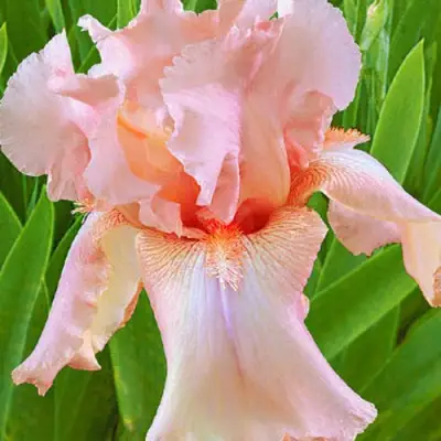 Ирис ПАТИ ДРЕСС бородатый в Рогачеве