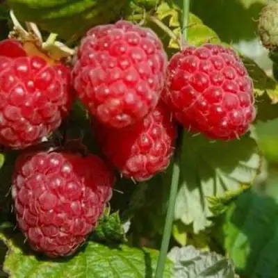 Малина ПРИМАРА в Рогачеве