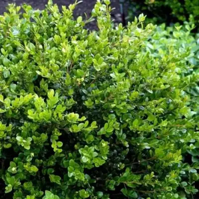 Самшит ФОЛКНЕР в Рогачеве