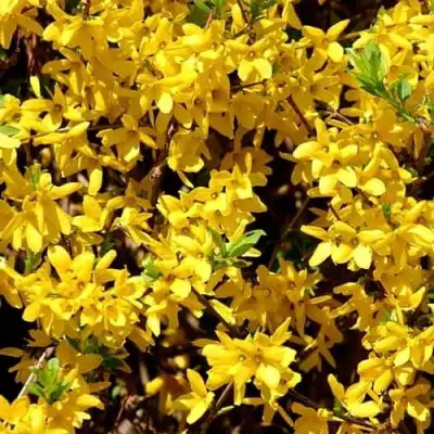 Форзиция ЛЕДНОГОРА промежуточная в Рогачеве