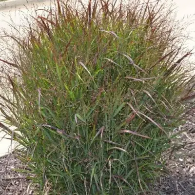 Просо ШЕНАНДО прутьевидное в Рогачеве