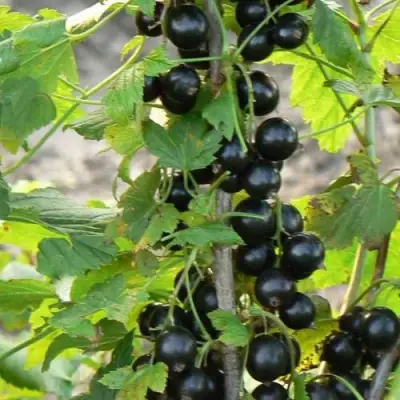 Смородина чёрная ДАБРАДЗЕЯ в Рогачеве