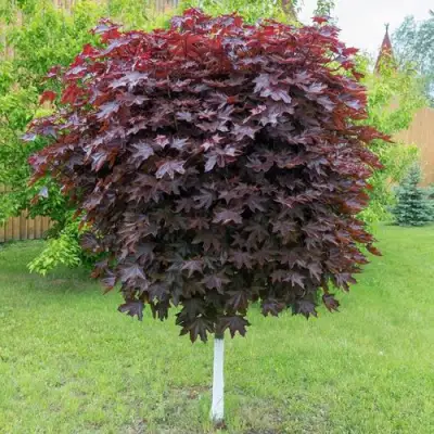 Клен красный в Рогачеве