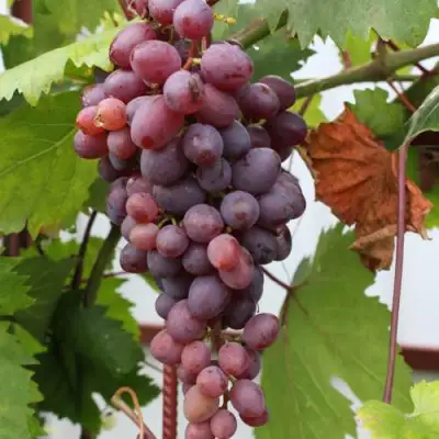 Виноград КИШМИШ ЗАПОРОЖСКИЙ в Рогачеве