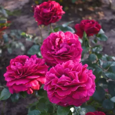 Роза БЕЛЬВЬЮ чайно-гибридная в Рогачеве