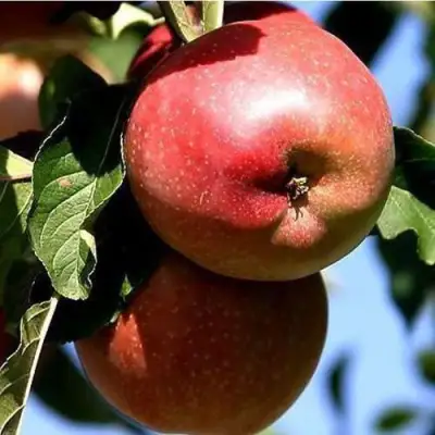 Яблоня АНТЕЙ КИЕВСКИЙ колонновидная в Рогачеве