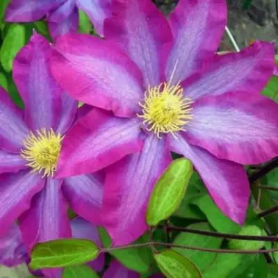 Клематис КАКИО в Рогачеве