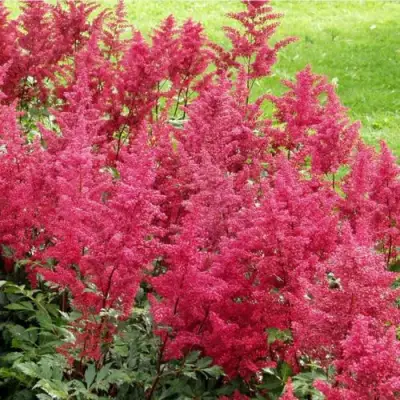Астильба СКАЙСКРЕЙПЕР китайская в Рогачеве