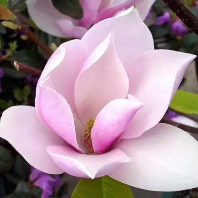 Магнолия АЛЕКСАНДРИНА  в Рогачеве