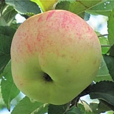 Яблоня ЛЕТНЕЕ СЛАДКОЕ в Рогачеве