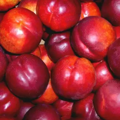 Нектарин МЕДВЕДЕВСКИЙ в Рогачеве