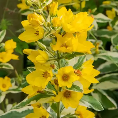 Вербейник АЛЕКСАНДР точечный в Рогачеве