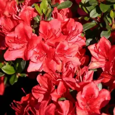 Азалия ФРИДОЛАЙН японская в Рогачеве