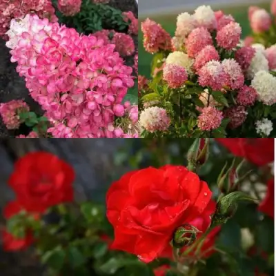 Комплект РОЗОВЫЙ ЗАКАТ в Рогачеве