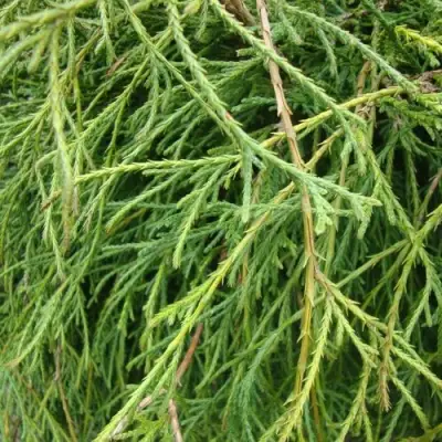 Кипарисовик ФИЛИФЕРА НАНА горохоплодный  в Рогачеве