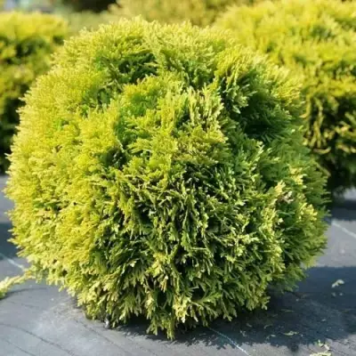 Туя ДАВИД западная в Рогачеве