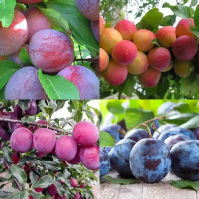 Комплект СЛИВОВЫЙ САД в Рогачеве